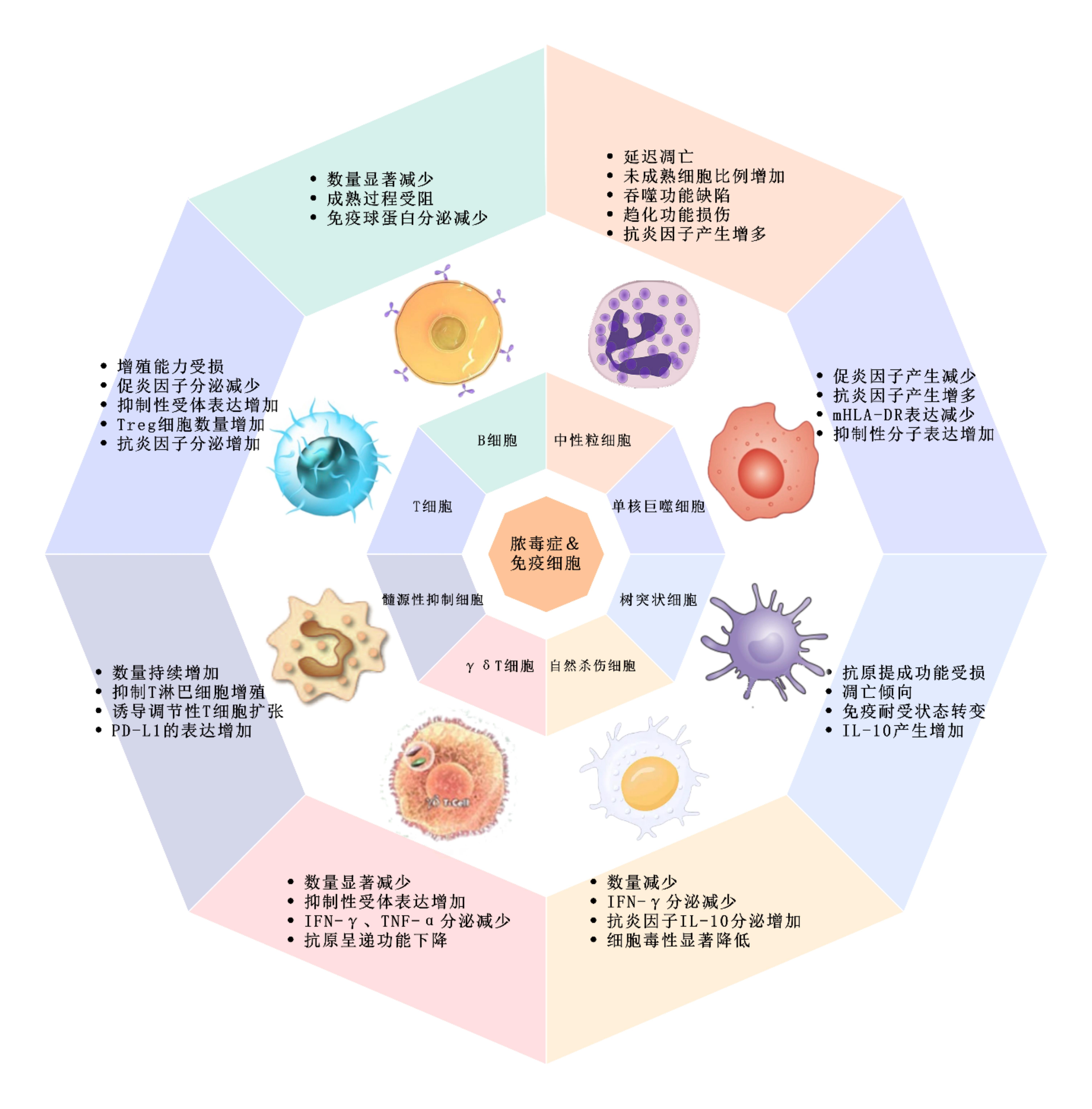 脓毒症免疫抑制相关细胞的变化及对临床预后影响的研究进展_思维导图.jpg